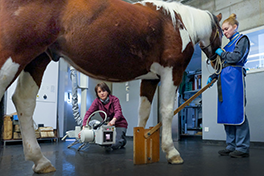 Pferd beim Röntgen